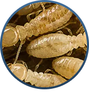 Drywood Termites, Big Pine Key, FL